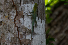 Anolis conspersus