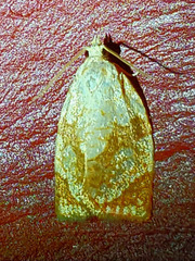 Adoxophyes negundana