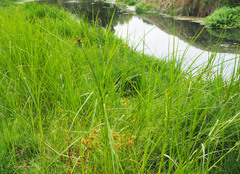 Bolboschoenus fluviatilis