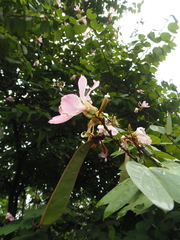 Bauhinia picta