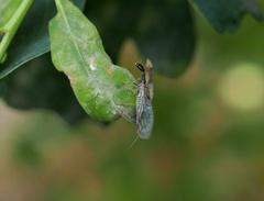 Dichrostigma flavipes