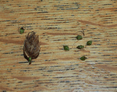 Bolboschoenus fluviatilis