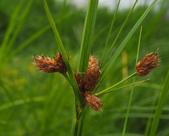 Bolboschoenus fluviatilis