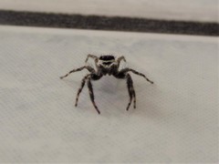 Menemerus bivittatus