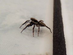 Menemerus bivittatus