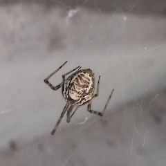 Parasteatoda tepidariorum