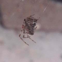 Parasteatoda tepidariorum