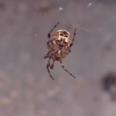 Parasteatoda tepidariorum