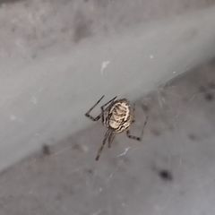 Parasteatoda tepidariorum