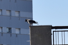 Corvus cornix
