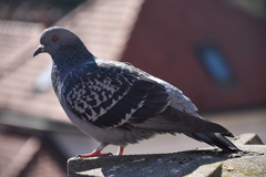 Columba livia domestica