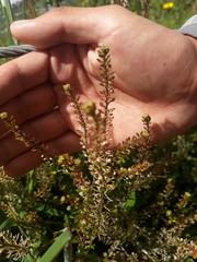 Lepidium chichicara