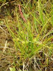 Carex flaviformis