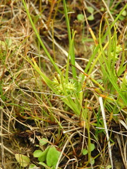 Carex flaviformis