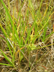 Carex flaviformis