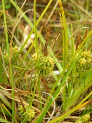 Carex flaviformis