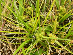 Carex flaviformis