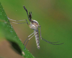 Aedes infirmatus