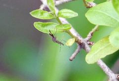 Aedes canadensis canadensis