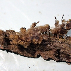 Cribraria macrocarpa