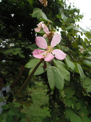 Bauhinia picta