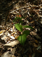 Epipactis helleborine tremolsii