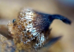 Cribraria macrocarpa