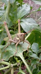 Coryacris angustipennis