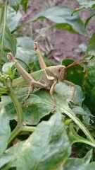 Coryacris angustipennis