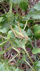 Coryacris angustipennis