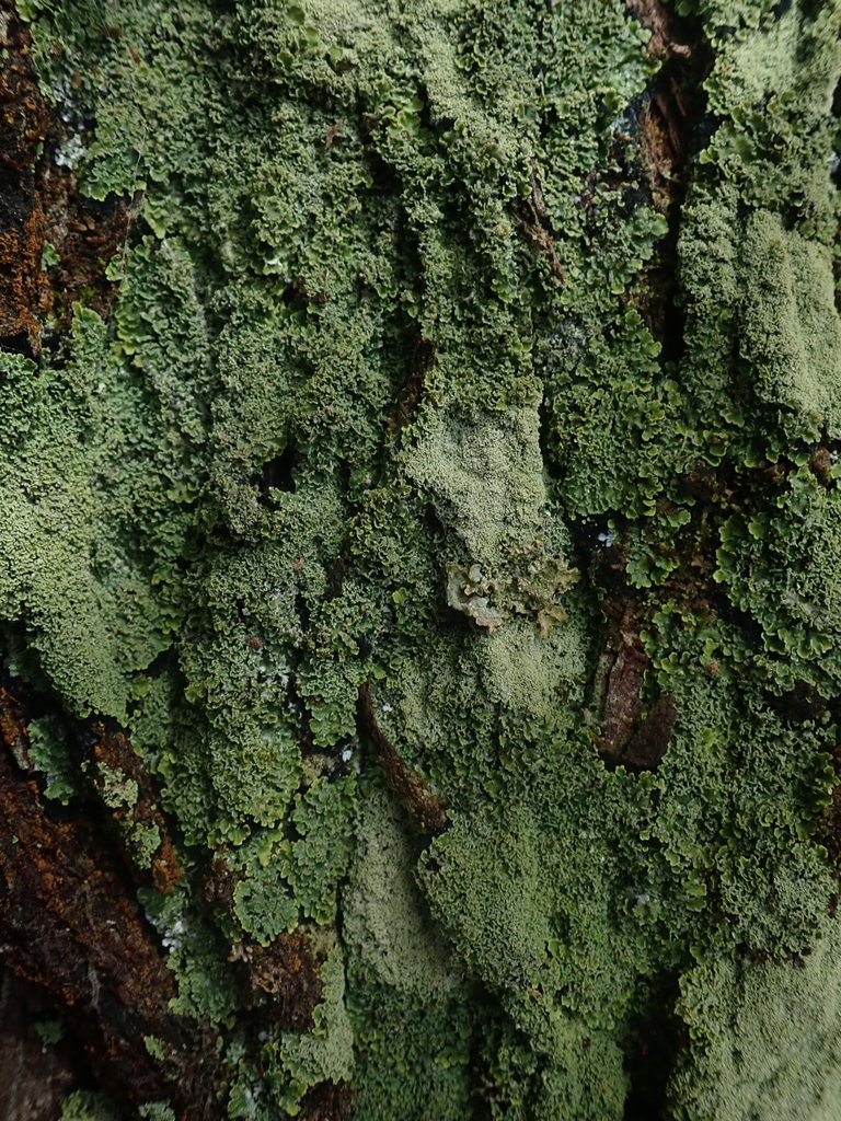 Pannaria minutiphylla