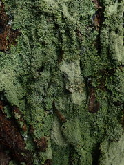 Pannaria minutiphylla