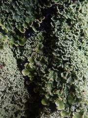 Pannaria minutiphylla
