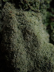 Pannaria minutiphylla