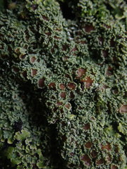 Pannaria minutiphylla