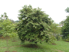 Bauhinia picta
