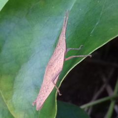 Atractomorpha lata