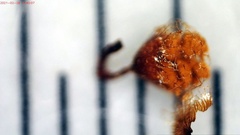 Cribraria macrocarpa