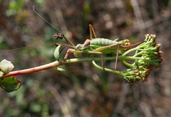 Ephippiger ephippiger