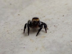 Corythalia conferta