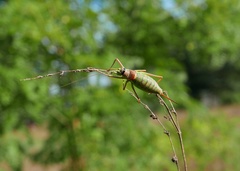 Ephippiger ephippiger