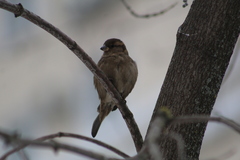 Passer domesticus
