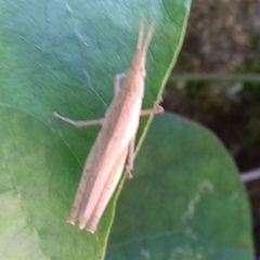 Atractomorpha lata