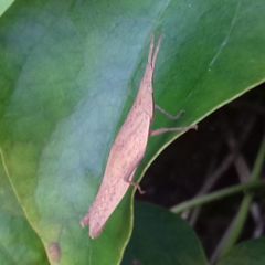 Atractomorpha lata
