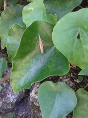 Atractomorpha lata
