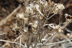 Tetradymia comosa