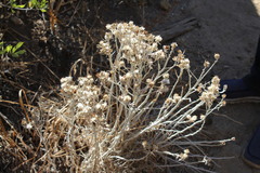 Tetradymia comosa