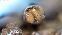 Cribraria macrocarpa