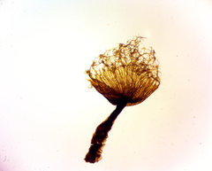Cribraria macrocarpa