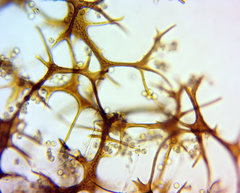 Cribraria macrocarpa